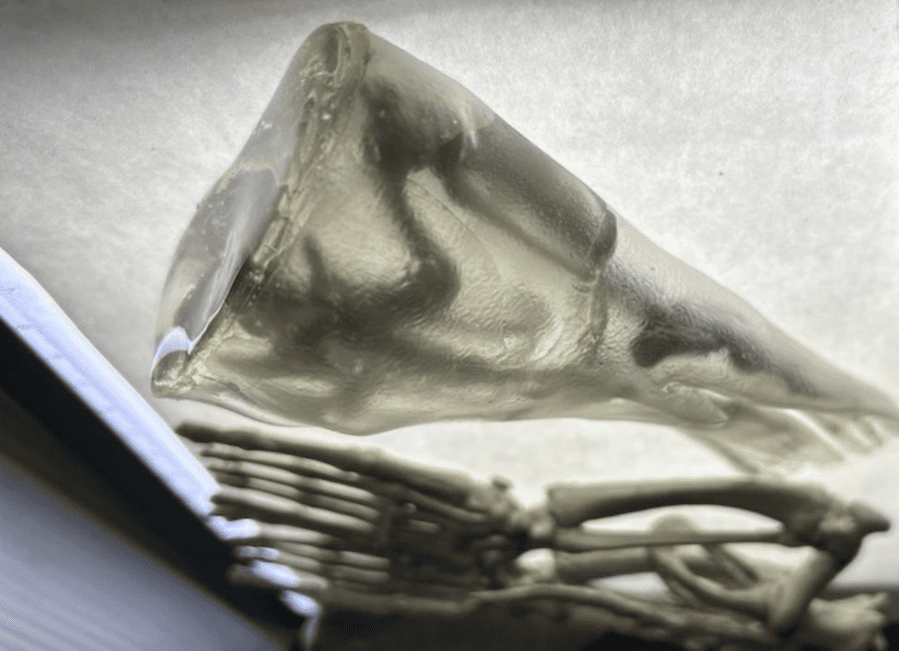 3d-printing-is-helping-sick-sea-lions