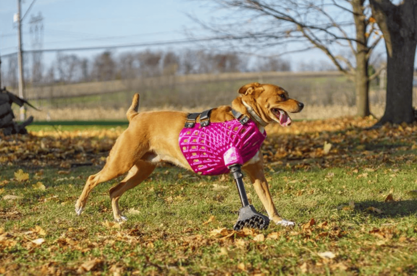 3dpets-is-changing-pet-prosthetics-and-mobility-with-3d-printing
