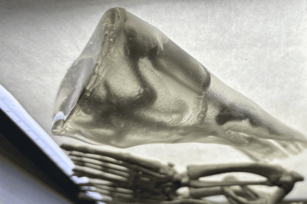 3D Printing is Helping Sick Sea Lions