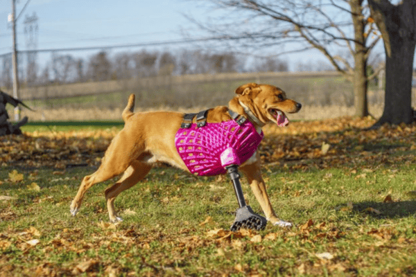 3DPets Is Changing Pet Prosthetics and Mobility with 3D Printing